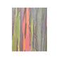 Poster - Rainbow Eucalyptus Tree View