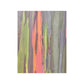 Poster - Rainbow Eucalyptus Tree View