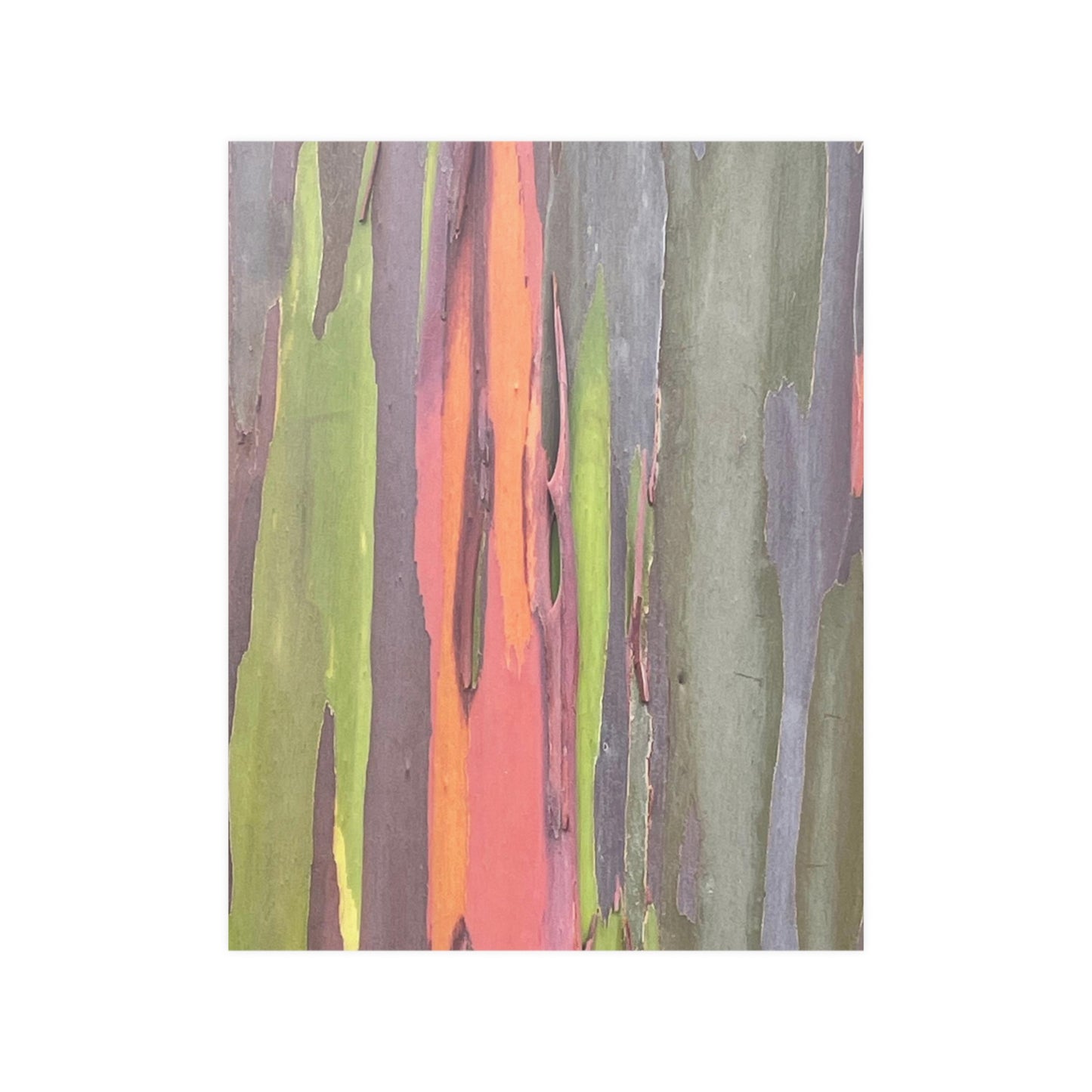 Poster - Rainbow Eucalyptus Tree View