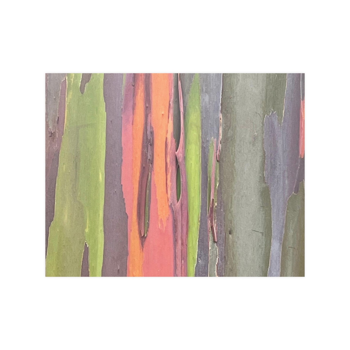 Poster - Rainbow Eucalyptus Tree View