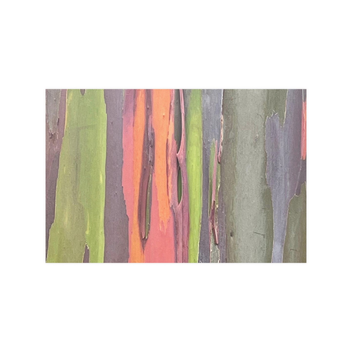Poster - Rainbow Eucalyptus Tree View