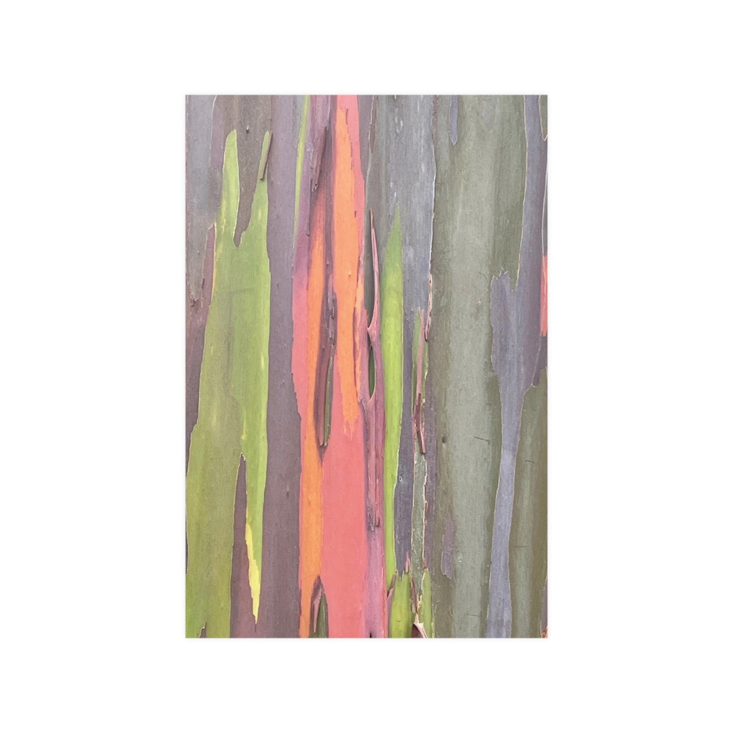 Poster - Rainbow Eucalyptus Tree View