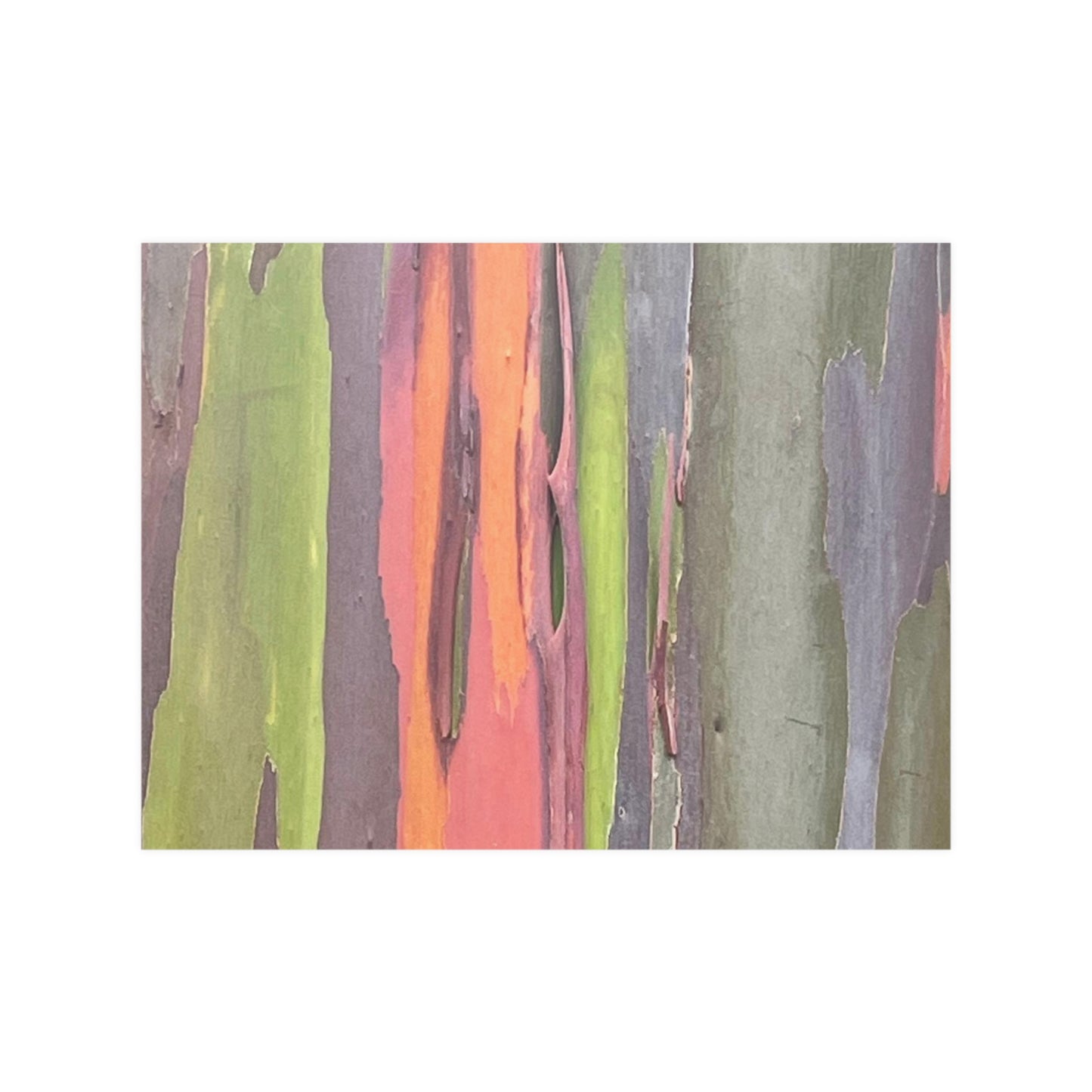 Poster - Rainbow Eucalyptus Tree View