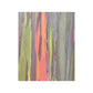 Poster - Rainbow Eucalyptus Tree View