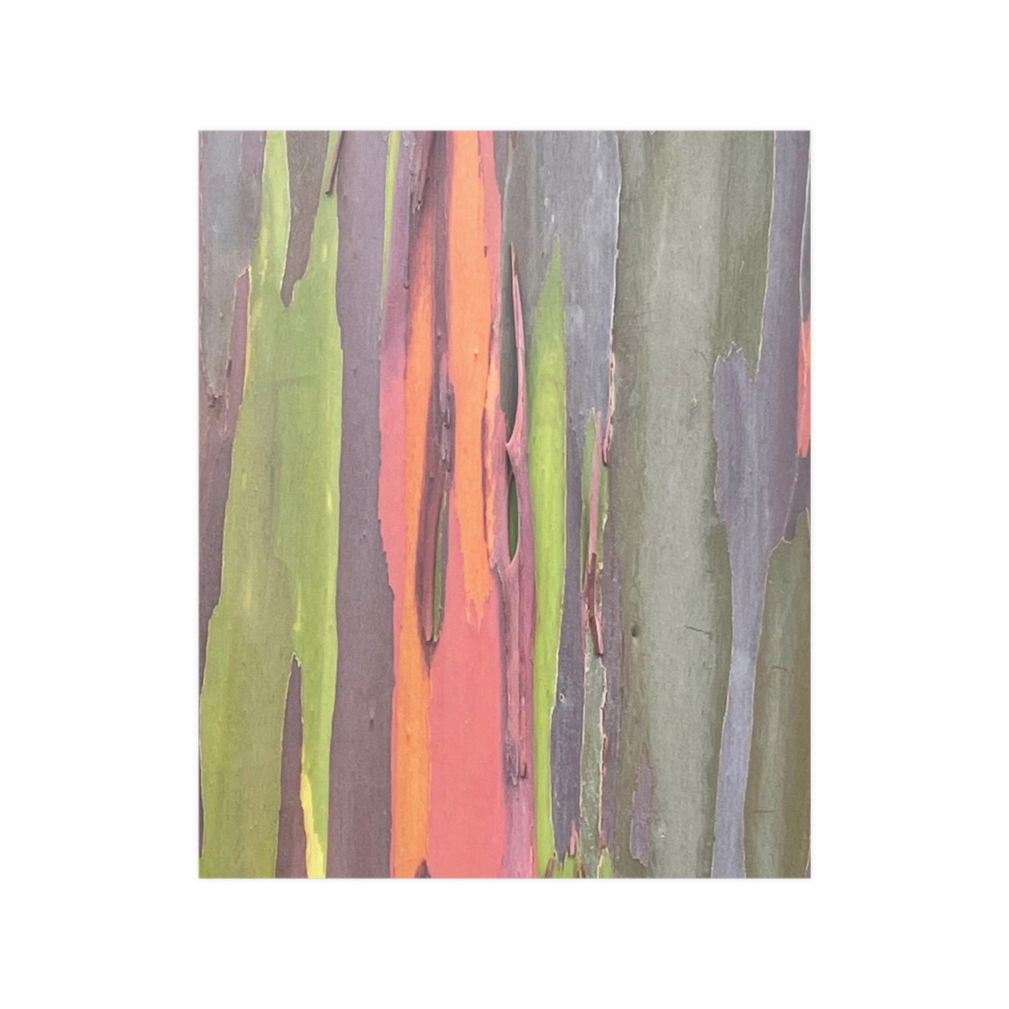 Poster - Rainbow Eucalyptus Tree View