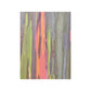 Poster - Rainbow Eucalyptus Tree View