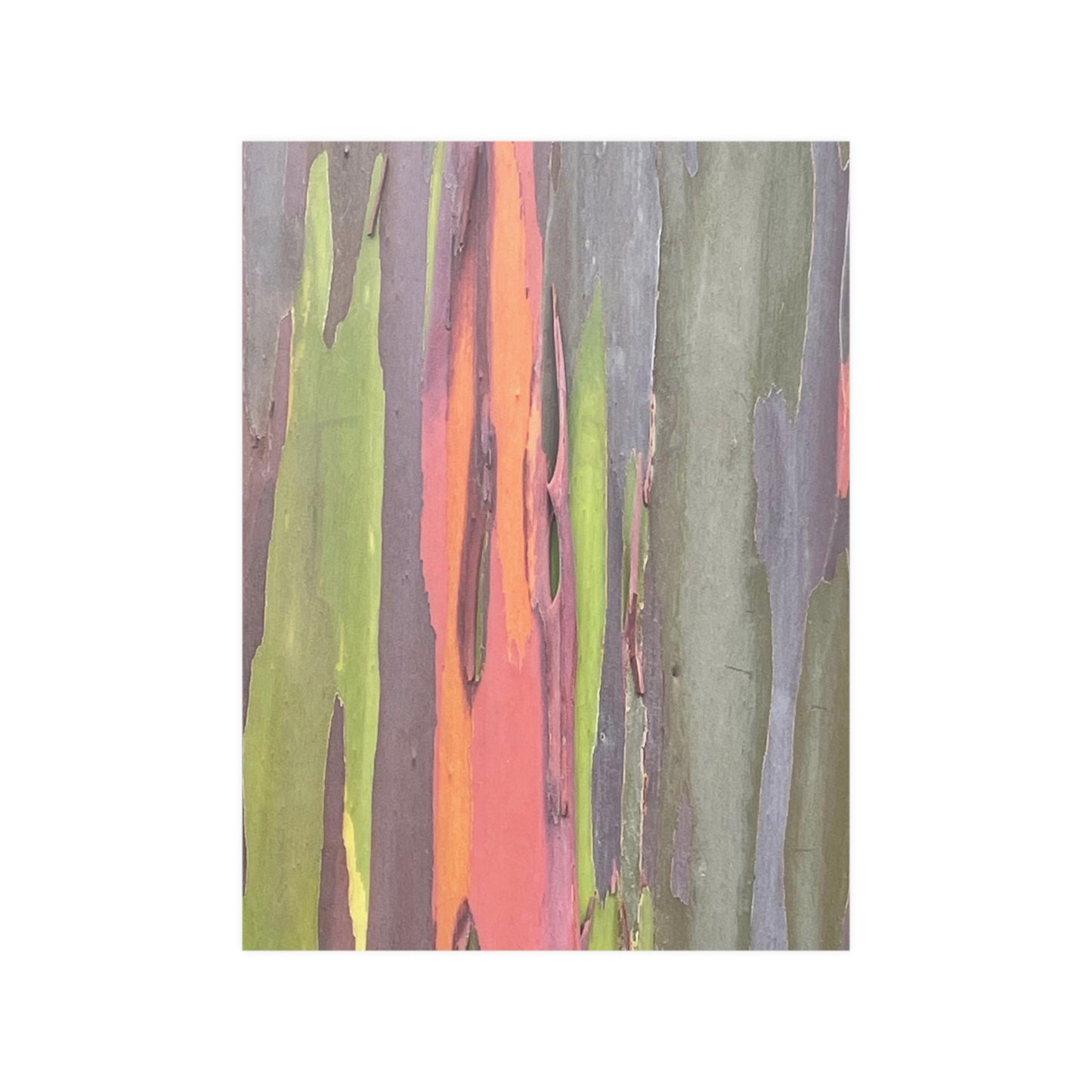 Poster - Rainbow Eucalyptus Tree View